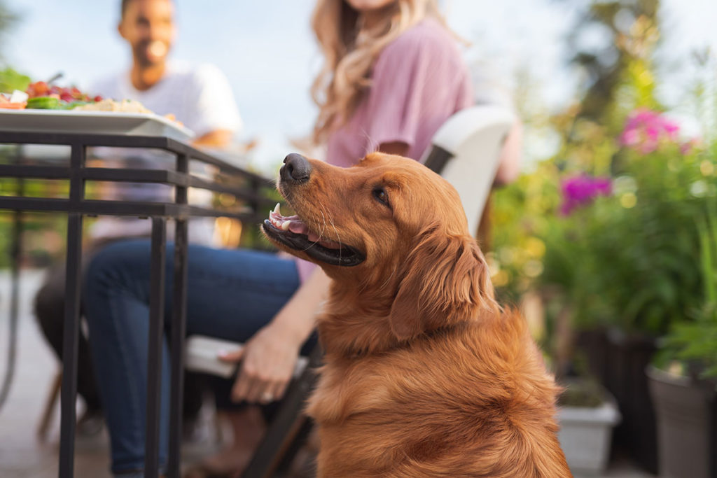Dog on a patio by people eating outdoors
